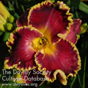 Daylily Cory Tipple